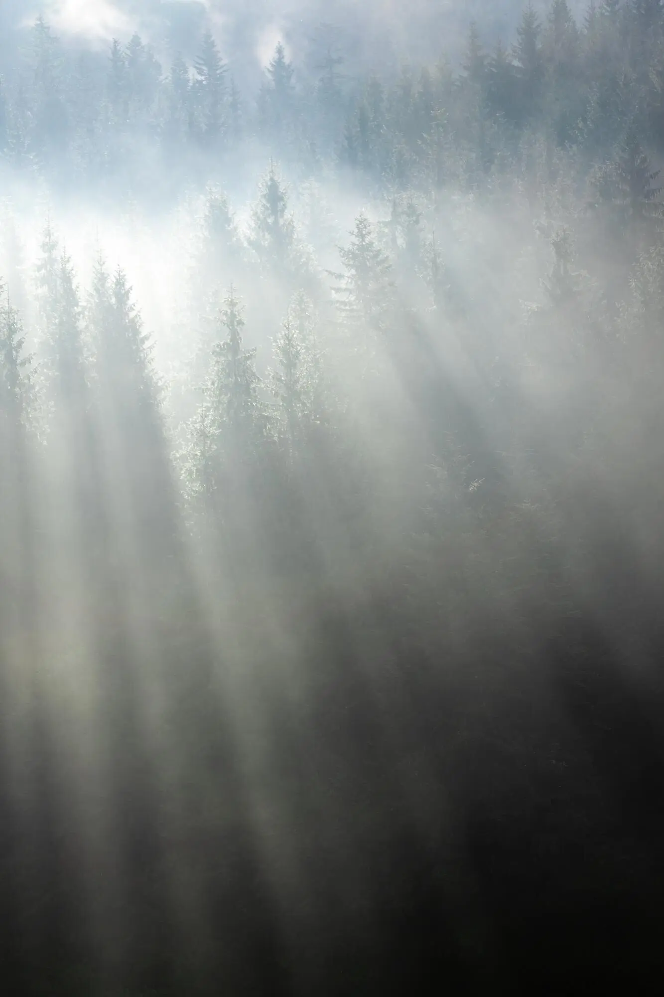 Сияющее утро: молочная дымка и яркие занавеси солнечного света.